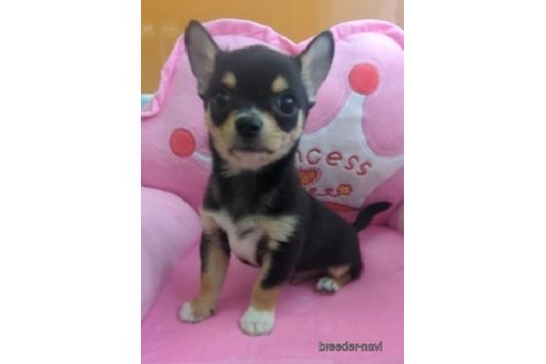 成約済の福岡県のチワワ(スムースコート)-253446